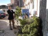 El Ayuntamiento de Lorca reparte a partir del lunes 3.000 ramas de pino procedentes de podas legales para que sean utilizadas como árboles de Navidad