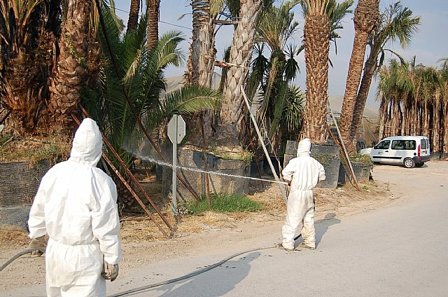 Agricultura elabora un programa para la retirada de los restos vegetales de palmeras afectadas por la plaga del picudo rojo en 2010 - 1, Foto 1