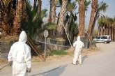 Agricultura elabora un programa para la retirada de los restos vegetales de palmeras afectadas por la plaga del picudo rojo en 2010