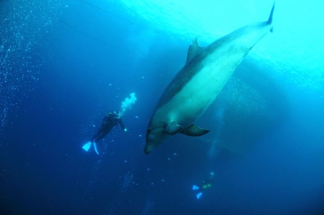  Delfín mular junto a granja de dorada y lubina (J.C. Calvín/ANSE)., Foto 1