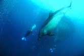 ANSE estudia la interaccin de delfines y acuicultura en las costas del sureste de España