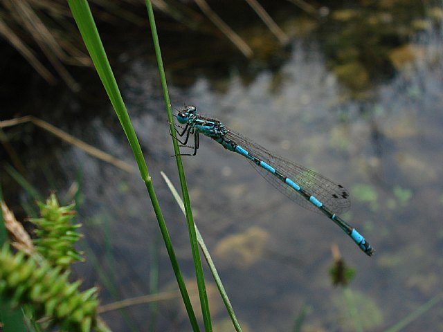 Coenagrion mercuriale, caballito del diablo incluido en la Directiva Hábitats, Foto 1