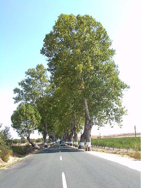 Variante Barranda, Foto 1