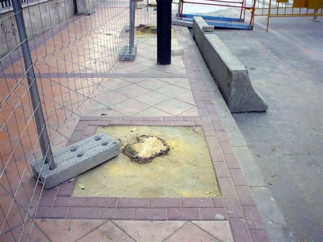 Efectos colaterales en el arbolado de Murcia por la implantación del tranvía - 2, Foto 2