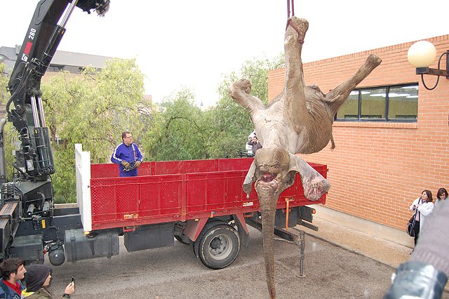 La Universidad de Murcia disecciona una elefanta muerta para las prácticas de los alumnos - 3, Foto 3