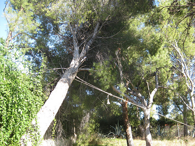Voluntarios de Proteccin Civil y agentes de la Polica Local intervienen en ms de una decena de actuaciones provocadas por el fuerte viento - 2
