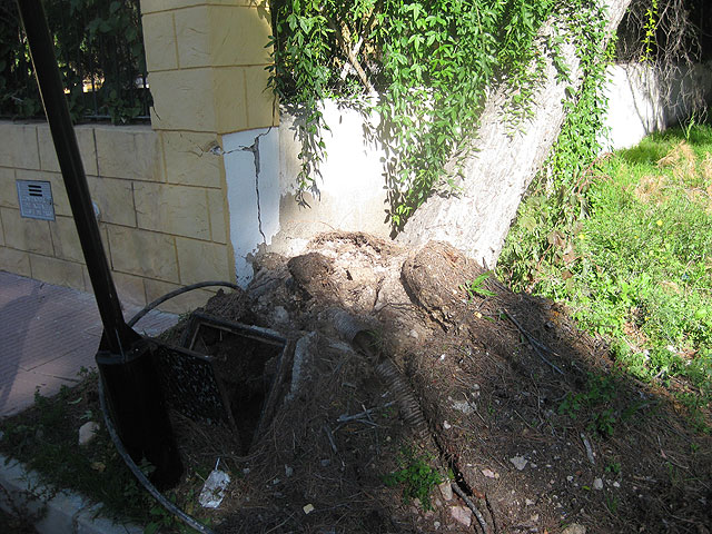 Voluntarios de Proteccin Civil y agentes de la Polica Local intervienen en ms de una decena de actuaciones provocadas por el fuerte viento - 3