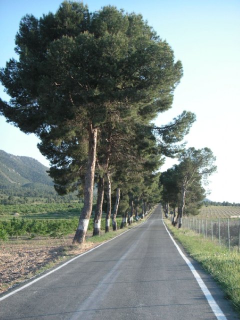 Ecologistas en Acción alerta sobre los da&ntilde;os que provocará el ensanchamiento de la comarcal Cieza-Mula sobre la Sierra del Oro - 3, Foto 3
