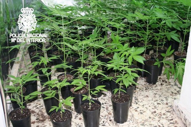 Desmantelada una plantación de marihuana situada en el interior de una cueva - 1, Foto 1