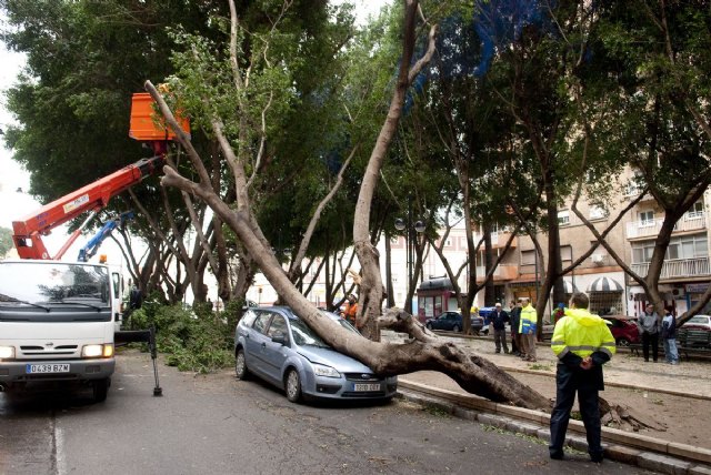 El viento tumba dos ficus en la Avenida de América en Cartagena - 1, Foto 1