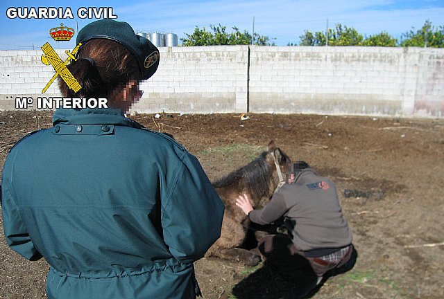 La Guardia Civil imputa al propietario de varios caballos por su abandono - 1, Foto 1