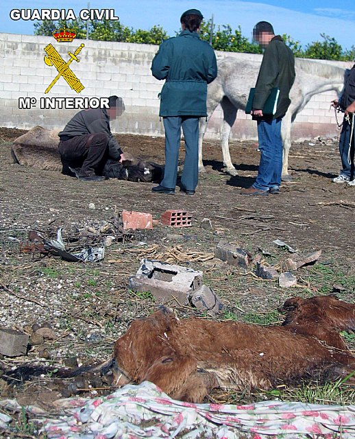 La Guardia Civil imputa al propietario de varios caballos por su abandono - 2, Foto 2