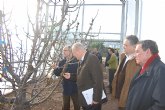 Agricultura aborda el segundo proyecto de I+D sobre cerezo para mejorar la rentabilidad de la fruticultura regional