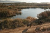 Los humedales de Las Moreras, a un paso de la categoría ‘Ramsar’
