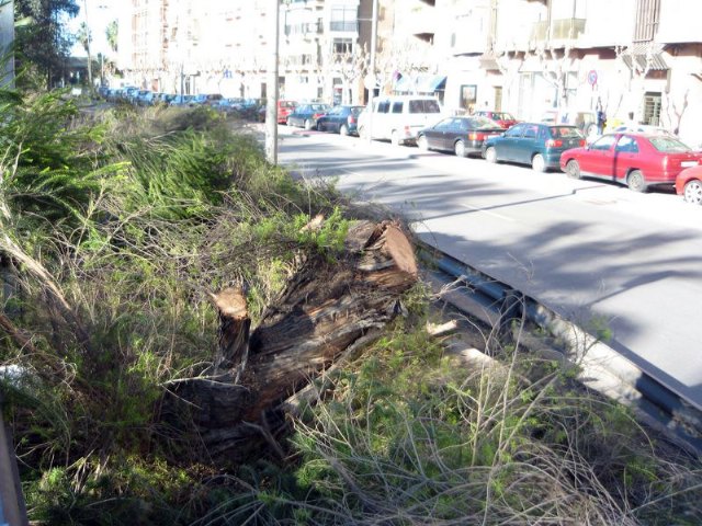 PSOE: Otra tala pura y dura, esta vez en la  mediana del paseo del Malecón - 2, Foto 2