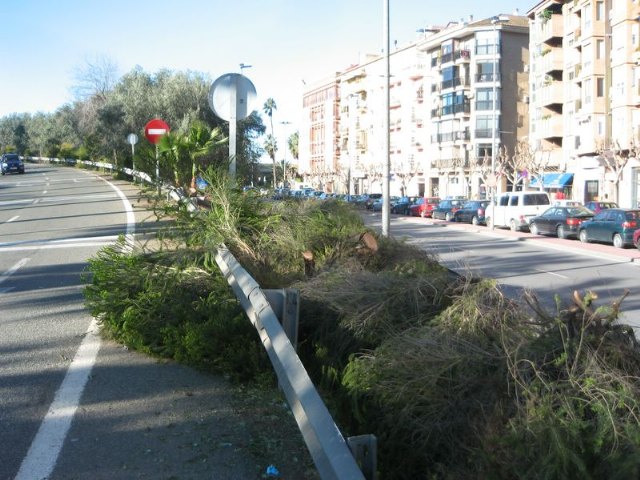 PSOE: Otra tala pura y dura, esta vez en la  mediana del paseo del Malecón - 3, Foto 3
