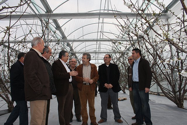 Cerdá  destaca que “el precio de la cereza fuera de estación ha impulsado la producción de este cultivo en invernadero en la Región” - 1, Foto 1