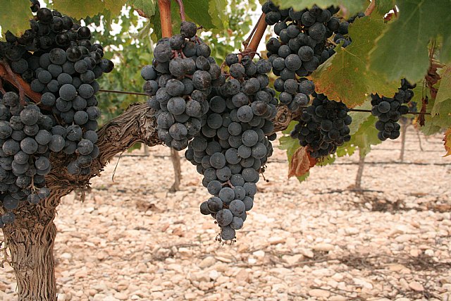 ASAJA Murcia aborda la problemática que padece el sector agrícola de la comarca del Altiplano - 1, Foto 1