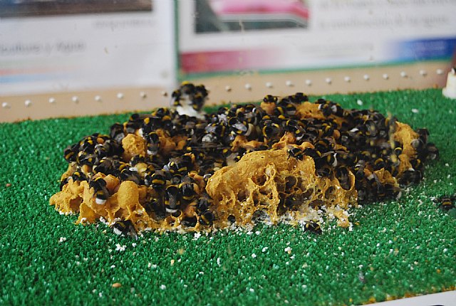 El ayuntamiento de Totana apoyará la creación de un museo de las abejas - 1, Foto 1