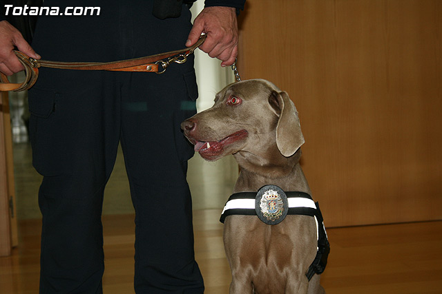 La unidad canina antidroga de la Polica Local de Totana se refuerza con la incorporacin de una hembra de labrador - 1