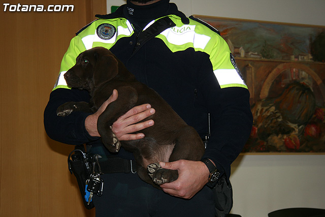 La unidad canina antidroga de la Polica Local de Totana se refuerza con la incorporacin de una hembra de labrador - 2