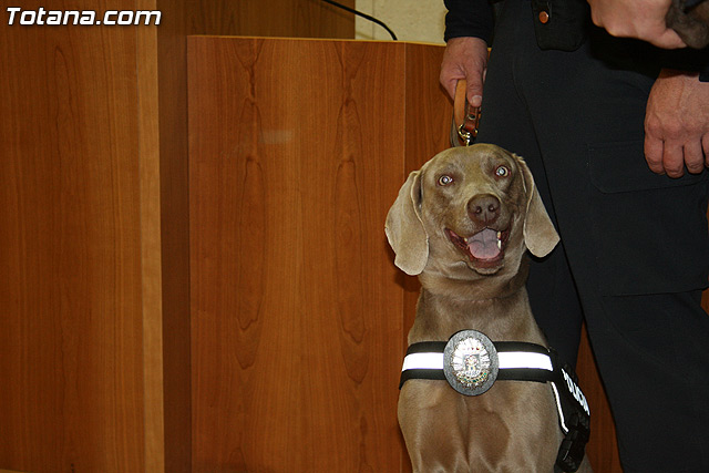 La unidad canina antidroga de la Polica Local de Totana se refuerza con la incorporacin de una hembra de labrador - 10