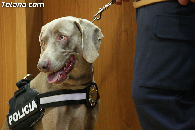 La unidad canina antidroga de la Polica Local de Totana se refuerza con la incorporacin de una hembra de labrador - 17