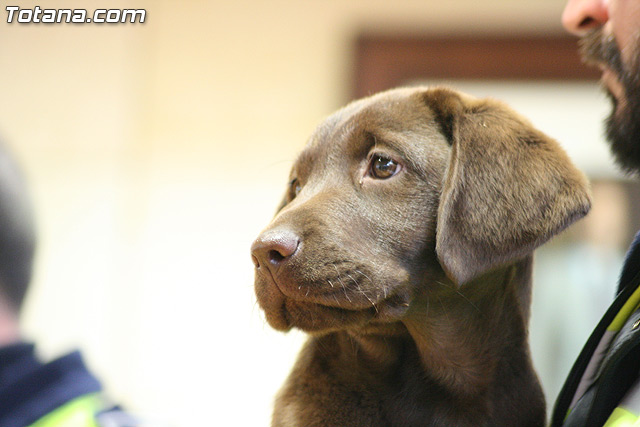 La unidad canina antidroga de la Polica Local de Totana se refuerza con la incorporacin de una hembra de labrador - 14