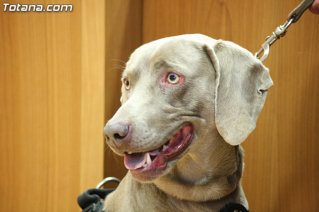 La unidad canina antidroga de la Polica Local de Totana se refuerza con la incorporacin de una hembra de labrador - 15
