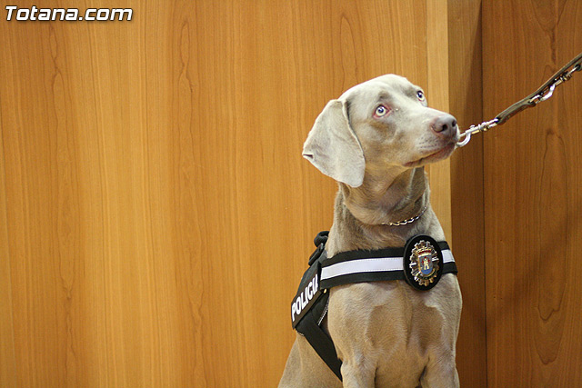La unidad canina antidroga de la Polica Local de Totana se refuerza con la incorporacin de una hembra de labrador - 19