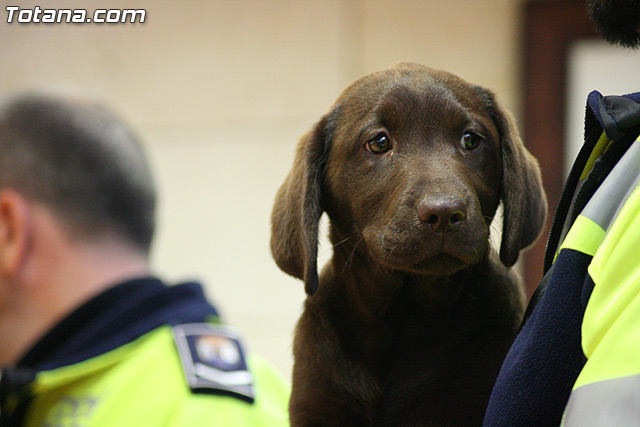 La unidad canina antidroga de la Polica Local de Totana se refuerza con la incorporacin de una hembra de labrador - 20