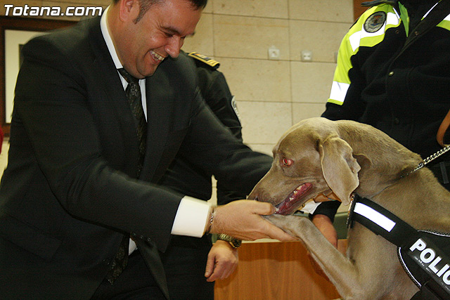 La unidad canina antidroga de la Polica Local de Totana se refuerza con la incorporacin de una hembra de labrador - 30