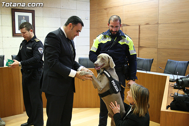 La unidad canina antidroga de la Polica Local de Totana se refuerza con la incorporacin de una hembra de labrador - 33