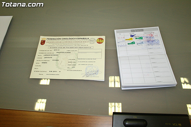 La unidad canina antidroga de la Polica Local de Totana se refuerza con la incorporacin de una hembra de labrador - 34