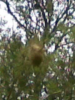 El PSOE exige que se dejen de talar árboles en El Valle y se combata la plaga de procesionaria en Torreagüera - 3, Foto 3