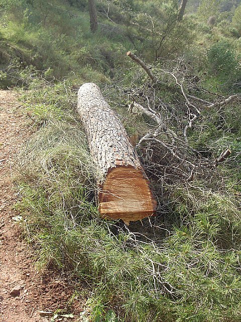El PSOE exige que se dejen de talar árboles en El Valle y se combata la plaga de procesionaria en Torreagüera - 4, Foto 4
