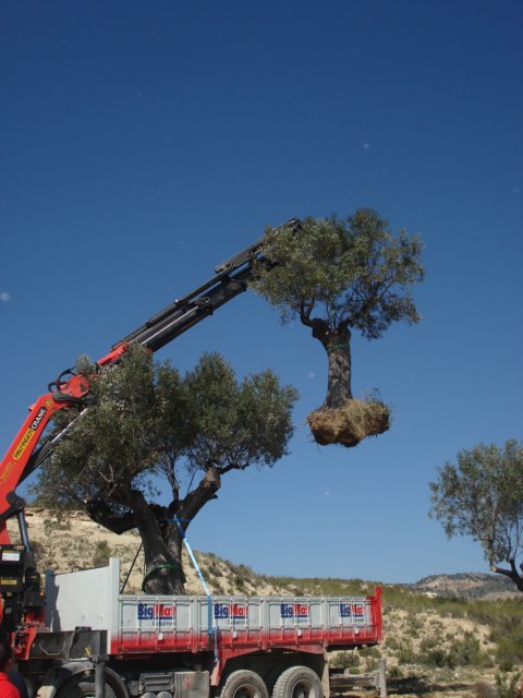 Replantan varias oliveras desde el vivero municipal del Arreaque hasta la localidad - 1, Foto 1