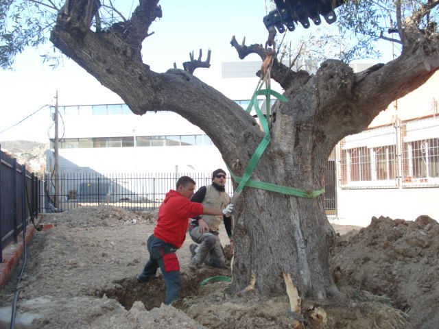 Replantan varias oliveras desde el vivero municipal del Arreaque hasta la localidad - 2, Foto 2
