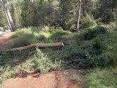 El PSOE exige que se dejen de talar árboles en El Valle y se combata la plaga de procesionaria en Torreagüera