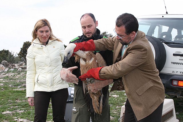 Patrimonio Natural suelta dos ejemplares de buitre leonado en la Sierra de Mojantes - 2, Foto 2