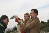 Patrimonio Natural suelta dos ejemplares de buitre leonado en la Sierra de Mojantes