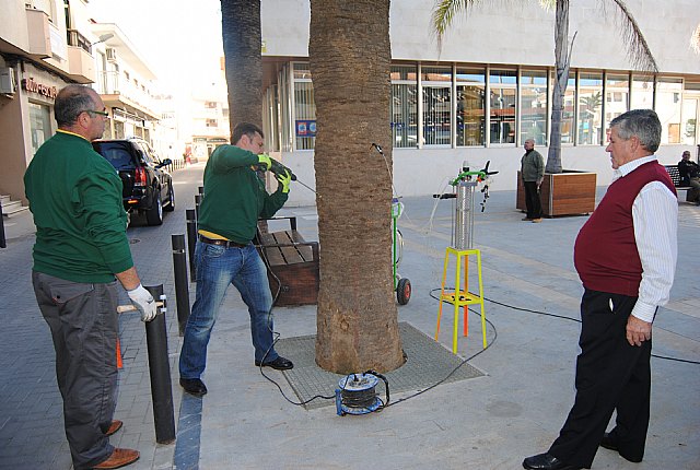 La concejalía de Parques y Jardines prueba un nuevo sistema contra el picudo en palmeras - 1, Foto 1