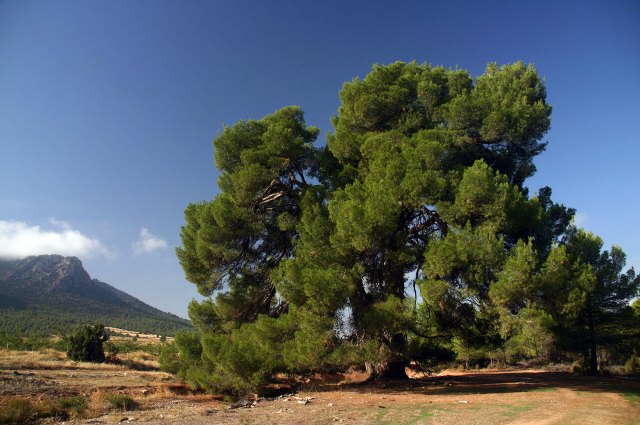 Agricultura refuerza el control del transporte de maderas y embalajes procedentes de Portugal - 1, Foto 1