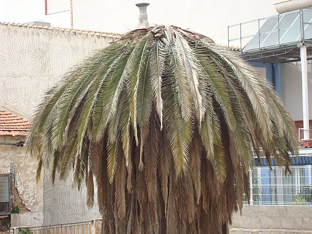 Los Socialistas de Espinardo denuncian que el Picudo Rojo ya está  actuando y de qué manera en Espinardo. - 1, Foto 1