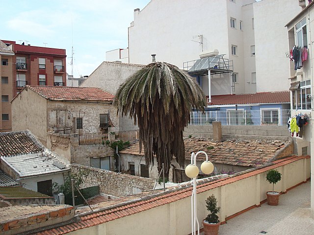 Los Socialistas de Espinardo denuncian que el Picudo Rojo ya está  actuando y de qué manera en Espinardo. - 2, Foto 2