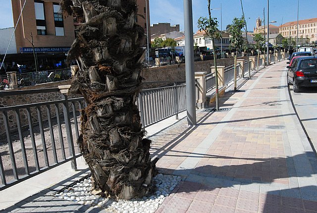 Finalizan las obras de remodelación y transformación del paseo de la Avenida Rambla de La Santa - 2, Foto 2