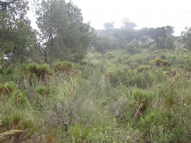 Voluntarios de Protección Civil, Guardia Civil y agentes de la Policía Local de Totana, sofocan en menos de una hora un conato de incendio, Foto 2