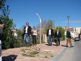 El concejal de Obras califica de 'canallada' que unos vándalos partieran por la mitad una veintena de moreras que habían sido plantadas en Poeta Gimeno Castellar