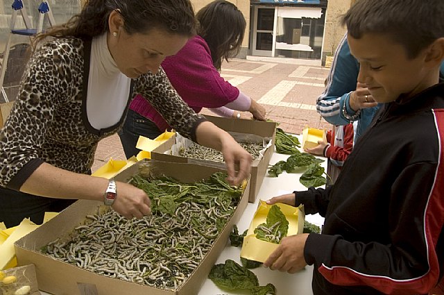 A.V.A. repartió 1.500 gusanos de seda entre más de 150 niños de Águilas - 3, Foto 3