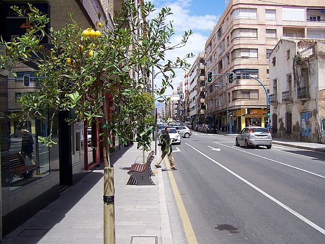 La Avenida Juan Calos I cuenta con nuevo arbolado ornamental - 1, Foto 1